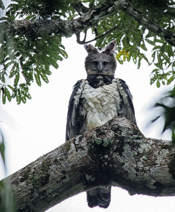 Được biết, đại bàng Harpy là loài chim săn mồi lớn nhất, mạnh nhất được tìm thấy trong cách khu rừng mưa nhiệt đới. Chúng cũng là một trong những loài đại bàng lớn nhất trên Trái đất.