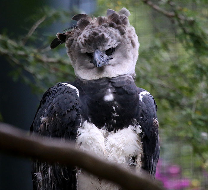 Theo Fact Zoo, đại bàng Harpy thường săn những con mồi cỡ lớn như các loài khỉ, nhím cây, lười, rắn, thằn lằn... và một số loài chim nhỏ hơn.