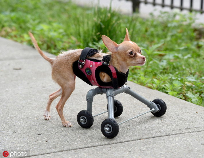 Mặc dù cụt cả hai chân trước, chú chó chihuahua này vẫn di chuyển được bình thường nhờ bộ giá đỡ bánh xe phía trước. Ánh mắt của nó kiên nghị, vững vàng, khiến mọi người cảm phục.