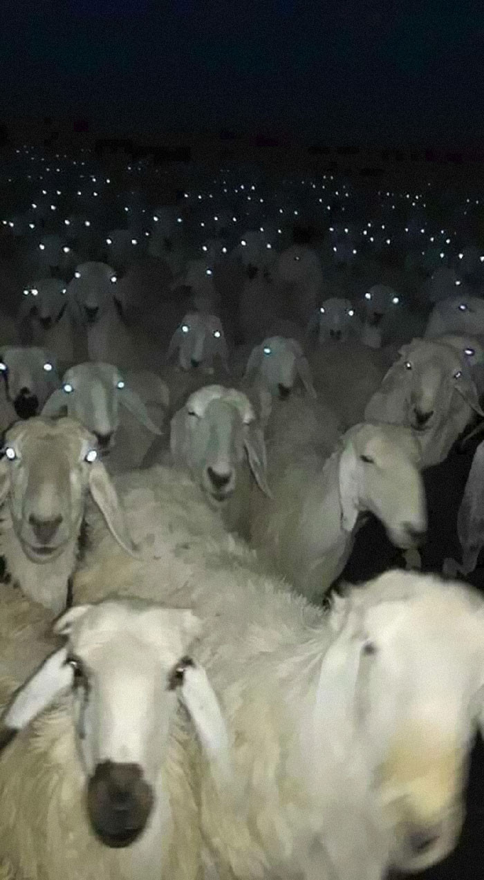 Trong bóng đêm, những con dê trắng đột nhiên trở nên vô cùng đáng sợ.