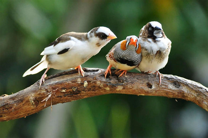 Thấy bạn bè chán nản ngủ gật hết khi mình líu lo kể chuyện, con chim bực bội ngó sang để kiểm tra.