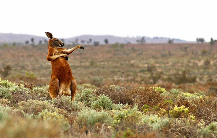 Kangaroo đang lén lút luyện công phu trong bụi cây. Nó tưởng rằng hành động của nó kín đáo, thế nhưng lại không ngờ đã bị nhiếp ảnh gia bắt gặp.