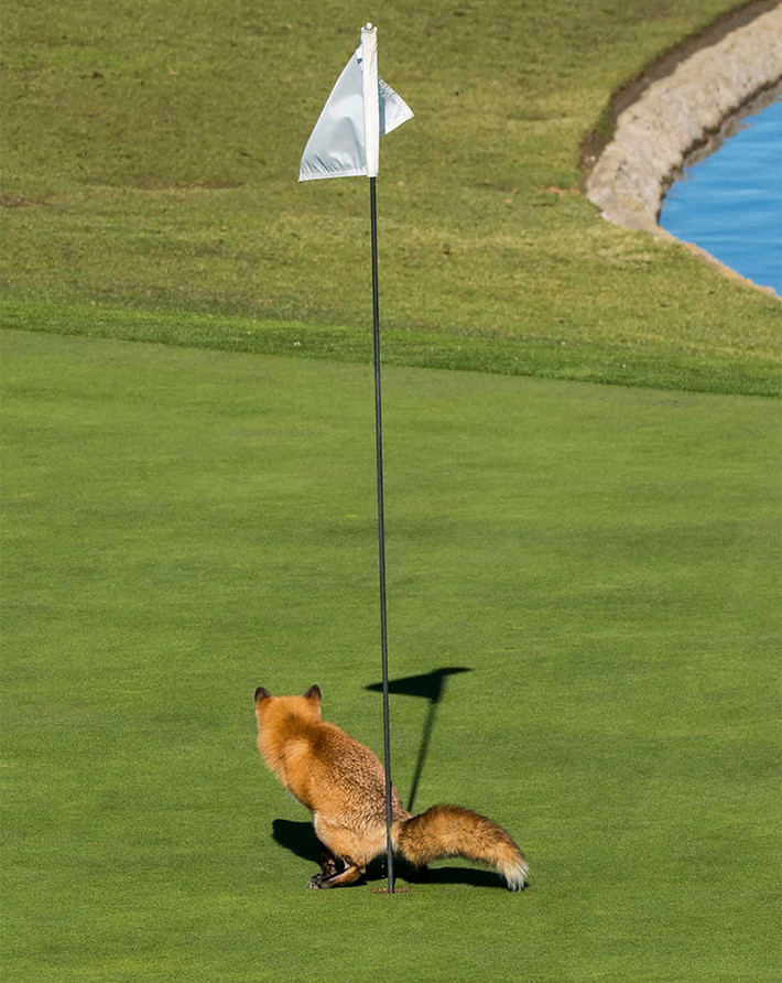 Không quan tâm đến sân golf xanh mượt, sạch đẹp, cáo đỏ cong đuôi đi vệ sinh luôn vào lỗ golf. Chỉ là nó không hề biết, hành động xấu hổ của nó đã bị bắt gặp và ghi lại.