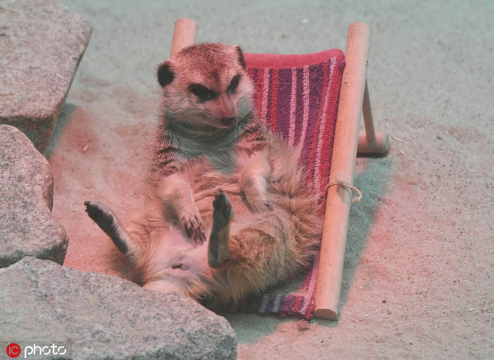 Trời vừa sang thu, con cầy meerkat đã khệnh khạng nằm nghỉ ngơi cả ngày, không buồn động tay động chân. Hình ảnh thư giãn của động vật khiến con người không khỏi phát hờn.