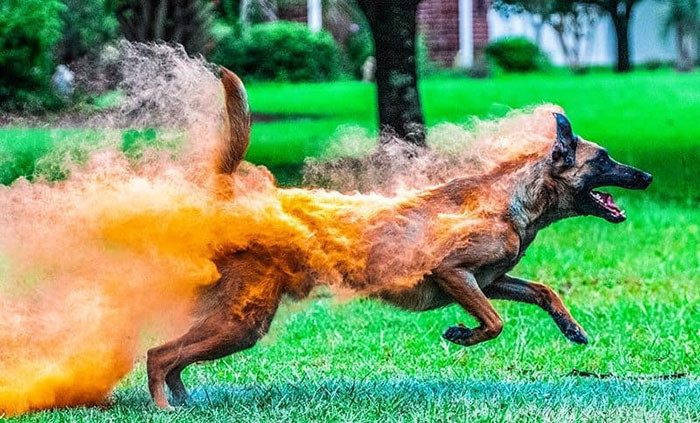 Khoảnh khắc chú chó chạy ra khỏi hố cát giống hệt như nó vừa lao ra từ ngọn lửa. toàn thân bốc cháy ngùn ngụt. Đáng nói, hình ảnh trùng hợp đến khó tin này hoàn toàn không sử dụng photoshop.