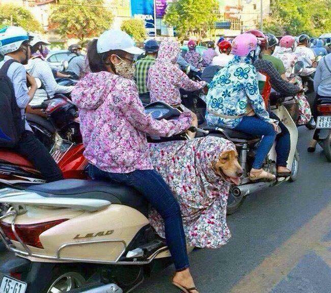 Không chỉ che nắng cho mình, cô gái trẻ này còn "ngụy trang" cho chú chó cưng của mình khỏi cái nắng nóng "cháy da cháy thịt".