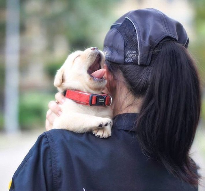 6 chú chó con thuộc đội đặc nhiệm nhí đáng yêu này có tên là Lucky Star, Schumann, Feida, Brother, AJ và Full Moon, được sinh ra bởi chú chó nghiệp vụ Yellow hôm 9/5 vừa qua. Ảnh: FB NPA.
