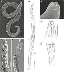 Loài giun Panagrolaimus kolymaensis đã có giấc ngủ dài 46.000 năm. Các chuyên gia cho hay những phân tích carbon phóng xạ cho thấy nhiều khả năng nó bị đóng băng từ cuối kỷ Pleistocen (45.839 - 47.769 năm trước), ở độ sâu khoảng 40m trong lớp băng vĩnh cửu trên bờ sông Kolyma, đông bắc Siberia.