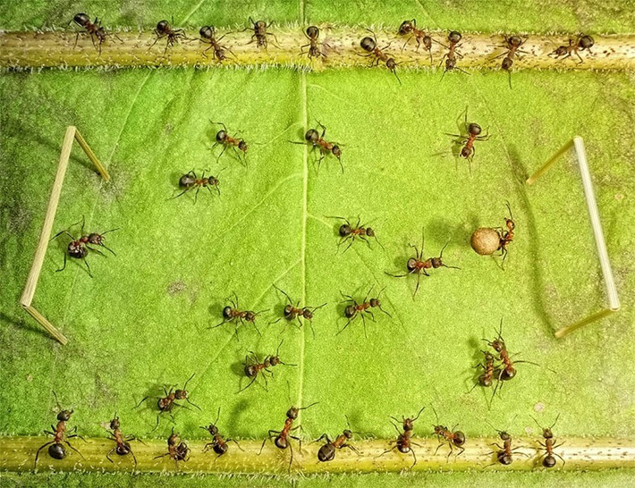 Sân bóng đá trên mặt lá trong thế giới loài kiến. (Nguồn Amusing Planet)