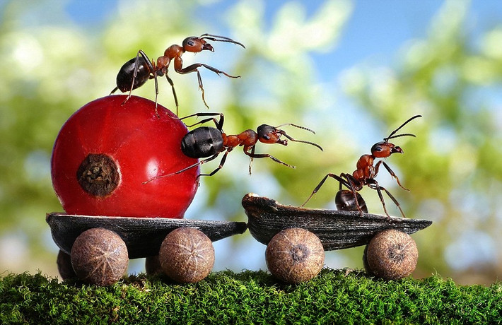 Vì vậy, ông đặt đạo cụ của mình trên con đường của chúng, kiên nhẫn chờ đợi để chụp được những hình ảnh đắt giá khi những con kiến nhỏ tương tác với "sân khấu" do ông sắp đặt. (Nguồn Dailymail)