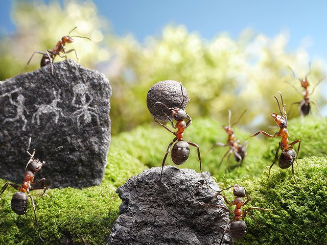 Giải thích về ý tưởng lấy đàn kiến làm chủ đề, nhiếp ảnh gia Andrey Pavlov cho biết, trong suốt bảy năm cầm máy ảnh, làm một nhiếp ảnh gia ông không hề có ý tưởng này. Chỉ khi ông có con và bắt đầu dành thời gian đọc cho con mình nghe những câu chuyện cổ tích, ông đã nhận ra một điều thú vị, nảy ra ý tưởng nhìn nhận cuộc sống dưới con mắt của một đứa trẻ. (Nguồn Dailymail)