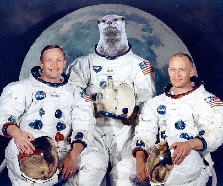 Chán việc, chú rái cá lại thi tuyển vào NASA và trở thành phi hành gia. (Nguồn Bored Panda)
