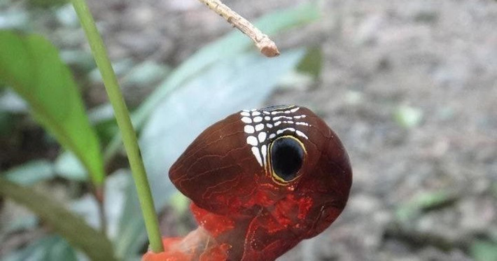 Và không chỉ có màu nâu đen, loài sâu bướm này còn có màu đỏ sậm. Hình ảnh này khiến nhiều người liên tưởng đến siêu anh hùng Người nhện trong các bộ phim bom tấn của Hollywood.