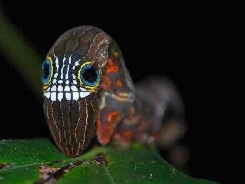 Loài sâu bướm quái vật này có tên khoa học là Big Headed Caterpillar, sâu bướm đầu lớn. Vì vẻ ngoài kỳ quặc và đáng sợ mà loài sâu bướm này còn được gọi là chiến binh vu thuật, ý chỉ những loài vật huyền bí, ghê rợn.