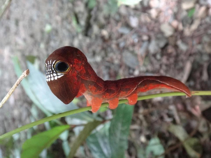 Thực tế, loài sâu bướm này hoàn toàn có thật, có nguồn gốc ở Australia (phía bắc Queensland), Papua New Guinea và quần đảo Solomon.