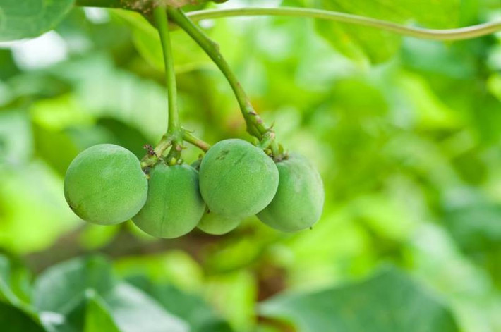 Quả Jatropha, mặc dù trái cây này không phải là trái cây quá phổ biến trên thế giới nhưng chúng thực sự là loài quả có độc. Trong quả Jatropha có chứa hợp chất Toxalbumin kursin độc hại, có thể vô hiệu hóa Ribosome dẫn tới ức chế tổng hợp Protein, đầu độc tế bào. Bên cạnh đó nhựa của cây Jatropha cũng thực sự nguy hiểm, nhựa cây có thể gây kích ứng da cho những người mẫn cảm với thành của nó. (Nguồn Invorma)