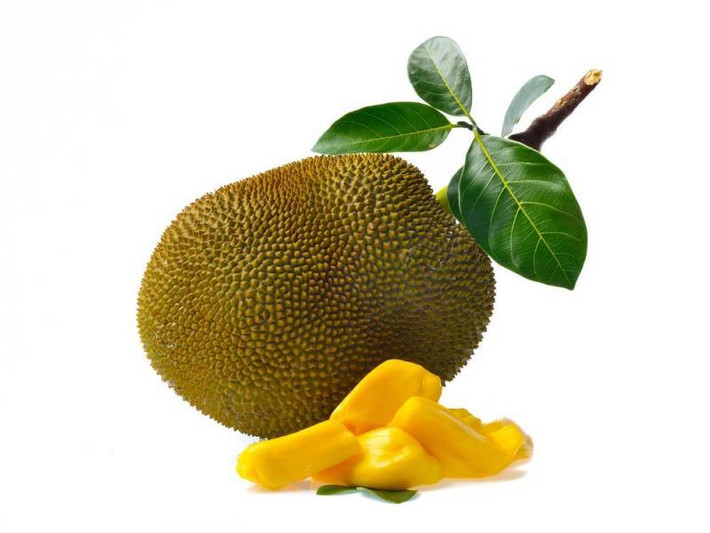 Bạn có thể nghĩ rằng loại quả thơm ngon như mít có chứa độc tố? Rất ít người biết rằng loài quả có vị ngọt, màu sắc quyến rũ, hương thơm quyến rũ này là một trong những loài quả có chứa độc tố. Độc tố có trong quả mít gọi là Toxin. Toxin là loại độc tố đặc biệt nguy hiểm đối với những người có vấn đề về tiêu hóa. Nhựa từ quả mít cũng là nguyên nhân gây ra những vấn đề trầm trọng trong hệ thống tiêu hóa. (Nguồn Invorma)