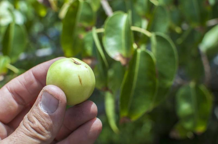 Quả Manchineel, đây được coi là một trong những loại quả độc nhất thế giới. Cây Manchineel cũng được ghi nhận trong sách kỷ lục Guinness bởi những khía cạnh nguy hiểm của nó. Quả Manchineel chứa rất nhiều chất độc, mặc dù có vị ngọt cực kỳ dễ ăn nhưng sau khi vị ngọt ngào tan đi, cơ thể và cổ họng của bạn sẽ bị phong tỏa bởi cảm giác nóng rát tột độ và bạn sẽ không thể nuốt được bất cứ thứ gì tiếp theo. (Nguồn Invorma)