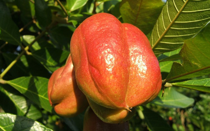 Quả Ackee, là một loại trái cây có nguồn gốc từ Jamaica, có hương vị tươi và ngon. Tuy nhiên, tốt nhất bạn không nên ăn trái cây này trực tiếp mà khi không biết quy trình ăn đúng của nó. Vì sao? Vì nó có thể giết chết bạn ngay lập tức bởi trong quả Ackee có chứa chất Hypoglycyn. Giai đoạn đầu khi nhiễm phải chất độc này là nôn mửa không khống chế được, nếu không được điều trị kịp thời sẽ chết. Hạt quả ackee cũng rất độc hại, vì vậy, bạn cần phải vứt bỏ những hạt quả ackee đầu tiên khi thưởng thức loại quả này. (Nguồn Invorma)