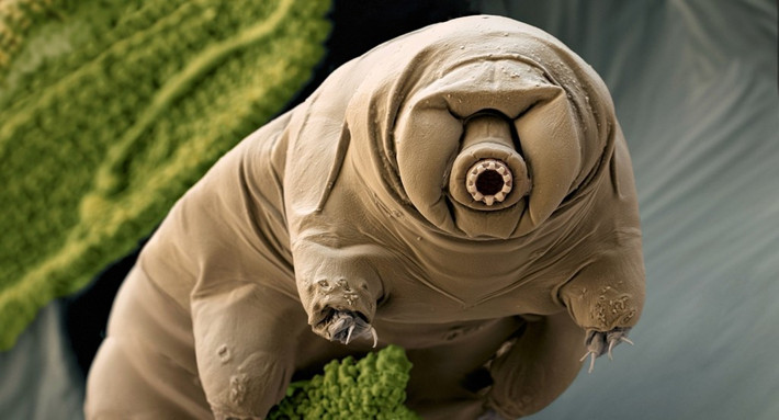 Gấu nước, tên gọi phổ biến của ngành động vật Tardigrada, các sinh vật nhỏ bé, sống trong nước, thuộc nhóm các động vật có kích thước hiển vi có tám chân. Gấu nước thuộc về ngành Tardigrada, một phần của siêu ngành Ecdysozoa. Chúng là động vật không xương sống có thể sống trong điều kiện rất khắc nghiệt. Có thể đi vào trạng thái dừng hoạt động mà không cần ăn uống gì cả, trạng thái này cho phép chúng sống sót trong điều kiện cực lạnh hoặc cực nóng, bức xạ nhiều và thậm chí cả môi trường chân không của không gian. Nguồn: Lolwot
