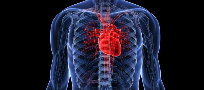 Trái tim con người là một trong những cơ quan ấn tượng nhất thế giới. Nó bơm máu và oxy đi khắp cơ thể liên tục, đập khoảng 100.000 lần mỗi ngày và 35 triệu lần trong một năm. Đây cũng là cơ quan vô cùng mạnh mẽ, có thể dễ dàng phun máu ra khỏi cơ thể với độ cao vài mét. Nguồn: Lolwot