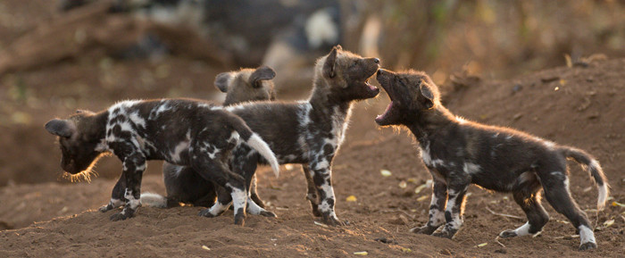 Theo người hướng dẫn, những con chó con này đã được khoảng 5 tuần tuổi. (Nguồn Africa Geographic)