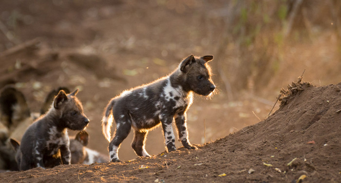 Nhờ đó, đàn chó con được an toàn dưới sự bảo vệ của cả bầy. (Nguồn Africa Geographic)