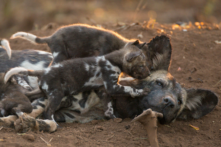 Chó mẹ khá mệt mỏi, để mặc con mình trèo lên người. (Nguồn Africa Geographic)