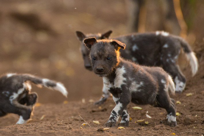 Mẹ của chúng cũng nhận được đãi ngộ đặc biệt trong thời gian nuôi con. (Nguồn Africa Geographic)
