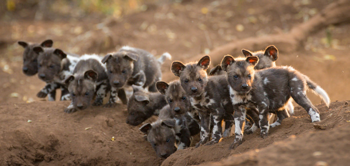 Mới đây, tại khu bảo tồn động vật hoang dã Zimanga Private Game Reserve, khu vực KwaZulu-Natal. Một bầy chó hoang châu Phi đã tưng bừng đón chào 13 thành viên mới của đàn. Tất cả đều là những con chó con vô cùng khỏe mạnh và nhanh nhẹn. (Nguồn Africa Geographic)