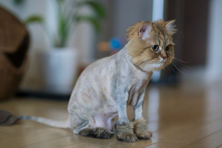 Một trong những điều kỳ quặc nhất về loài hổ đó chính là kể cả khi bạn có cạo sạch lông của chúng thì những vằn vện trên cơ thể vẫn còn trên da. Nguồn: Lolwot