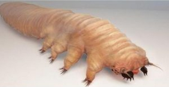 Demodex là một dạng ký sinh trùng siêu nhỏ, chuyên cắn nát và ăn các nang tóc, nang lông ở trên da người. (Nguồn Boredom Therapy)