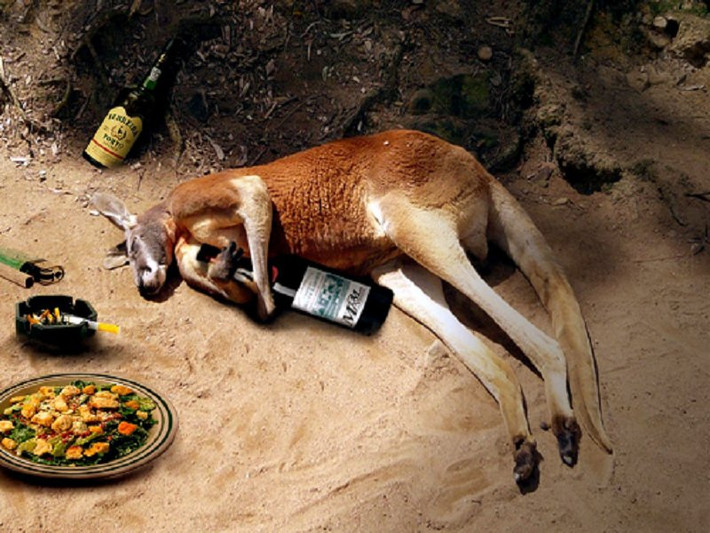 Đồ ăn ngon, rượu hảo hạng, chú kangaroo này sống rất vương giả nhưng cũng chìm ngập trong những thú vui không hề bổ ích. (Nguồn Lolwot)