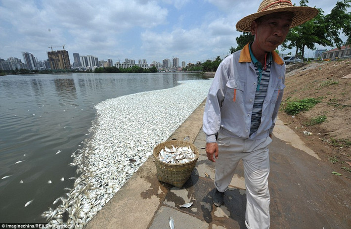 Các quan chức cũng hứa hẹn với người dân rằng họ sẽ điều tra vấn đề này sâu hơn nữa và có biện pháp tức thì để ngăn chặn nước biển tràn vào khu cá nước ngọt cư trú, tránh xảy ra tình trạng bi kịch này lần nữa. Nguồn: Daily Mail