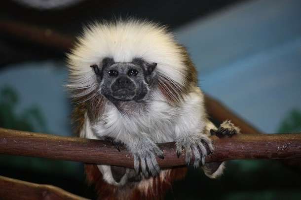 Khỉ Saguinus oedipus sở hữu một bộ ria mép ngắn và gọn gàng, tuy nhiên khi kết hợp với chiếc đầu xù đầy lông của nó, trông nó giống hệt Dustin Hoffman, một diễn viên kì cựu của điện ảnh Mỹ. (Nguồn L25)