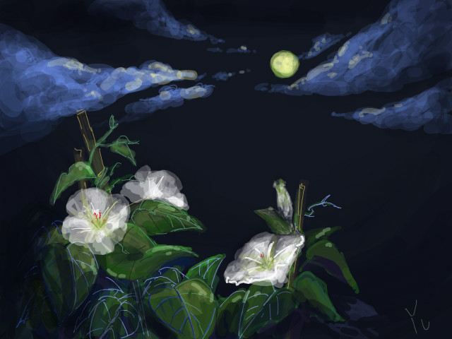 Loài hoa kỳ lạ này có tên là hoa mặt trăng, tên tiếng Anh là Moon Flower, tên khoa học là Ipomoea alba, là một loài thực vật nở hoa ban đêm, có nguồn gốc ở vùng nhiệt đới và cận nhiệt đới, hiện phân bố nhiều từ miền bắc Argentina đến Mexico và Florida. Trước đây là phân loại là chi Calonyction, loài Aculeatum, bây giờ nó được xếp đúng chi Ipomoea, phân chi Quamoclit, Calonyction.