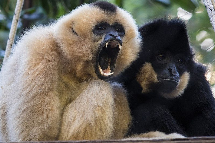 Thống kê của Wildlife Conservation Society cho thấy hiện có khoảng 2.500 cá thể vượn đen má hung tại Khu bảo tồn đa dạng sinh học Seima của Campuchia. Đây được cho là nơi có quần thể vượn đen má hung lớn nhất thế giới.