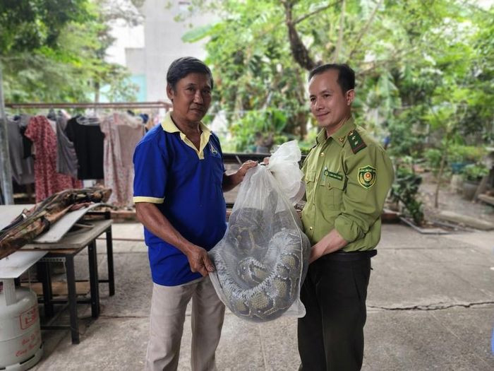 Theo ông Thắng, khoảng hơn 3 năm trước, con trai của ông được một người bạn tặng một con trăn to bằng ngón tay. Từ đó đến nay, con trăn được gia đình nuôi trong chuồng. Khi con trăn ngày càng lớn, ông lo sợ nó sẽ sổng chuồng nên quyết định bàn giao cho lực lượng kiểm lâm.