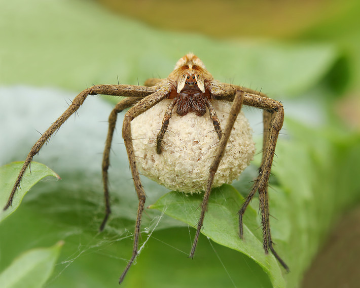 Nhện Pisaura (pisaura mirabilis) có cách tỏ tình với đối phương hết sức độc đáo. Con đực thường mang quà đến tỏ tình bới con cái. Quà có thể là một mẩu cánh hoa, vài con kiến, sâu bọ được bọc trong tơ nhện, thậm chí là tơ nhện không.