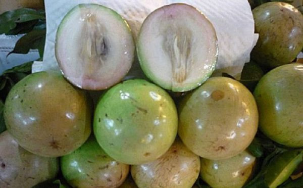 Vú sữa Lò Rèn lại có hương vị rất riêng. Vú sữa Lò Rèn có vỏ khá mỏng màu xanh hơi ngà. Quả khi chín đi thường căng bóng và cho chút phớt hồng. Phần thịt của vú sữa Lò Rèn dày và ngọt đậm đà hơn hẳn so với vú sữa thông thường. Giống vú sữa này có hương thơm của sữa và vani rất đặc biệt. Ảnh: Internet.