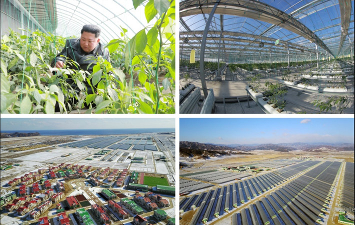 Hồi cuối năm 2019, Triều Tiên cũng khánh thành trang trại nhà kính Jungphyong có chức năng tương tự nhưng quy mô nhỏ hơn một chút ở huyện Kyongsong thuộc tỉnh Hamgyong Bắc. Ảnh: KCNA, Reuters.