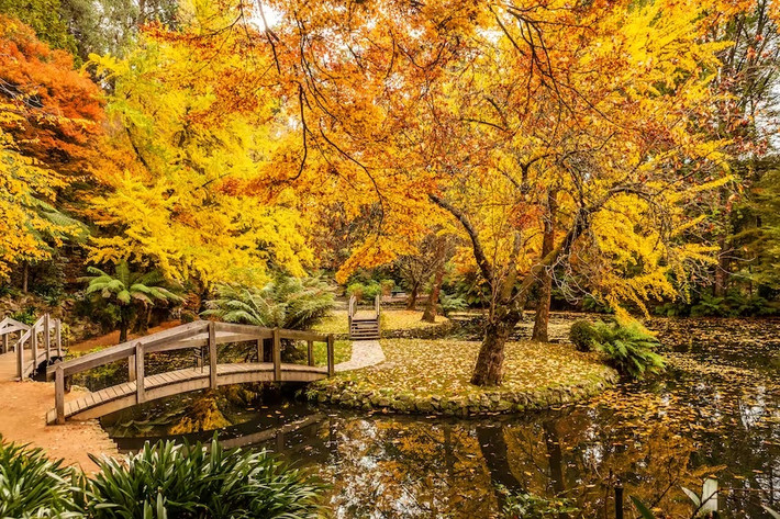 Dandenong Ranges, Úc: Ngắm nhìn mùa thu lá vàng trên dãy Dandenong gần Melbourne chắc chắn không làm bạn thất vọng. Vườn Tưởng niệm Alfred Nicholas là nơi đáng để ghé thăm mùa thu này.