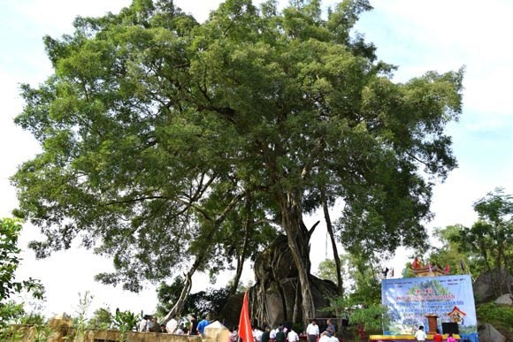 Người dân nơi đây cho hay, từ những lời đồn về vẻ đẹp, thế long phượng của cây sanh ở xóm Kẻ Mui, nhiều đại gia, chuyên gia cây cảnh tìm về tận nơi để được nhìn thấy và không ngại bày tỏ sẵn sàng bỏ triệu đô để được sở hữu cây sanh này. Có người còn đề nghị mua lại mảnh đất xung quanh đó để chiếm lấy cây sanh.