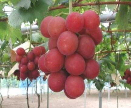 Giống nho Ruby Roman từng xác lập mức giá 6.400 USD (tương đương 136 triệu đồng)/chùm 30 quả tại một hội chợ thường niên tại quận Ishikawa, miền trung Nhật Bản hồi năm 2011. Tính trung bình, mỗi quả trong chùm nho có giá lên tới 4,5 triệu đồng.
