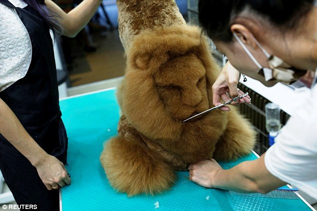 Dù giá không rẻ nhưng dịch vụ làm đẹp độc đáo này đã thu hút rất đông chủ thú cưng tìm đến.