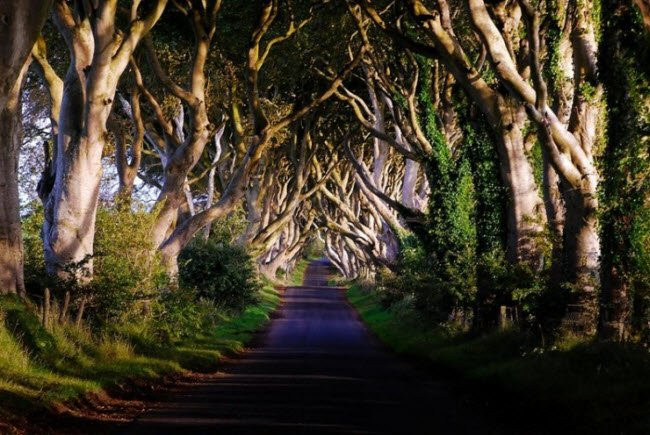Con đường hắc ám Dark Hedges ở Bắc Ireland được gia đình Stuart tạo ra từ thế kỷ thứ 18, sau khi họ trồng hàng cây hai bên đường. Con đường dẫn tới lâu đài Gracehill House của gia đình Stuart và hiện nó trở thành một trong những con đường nổi tiếng rất thế giới.