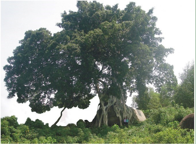 Theo các chuyên gia cây cảnh thì cây sanh cổ thụ hình "mâm xôi con gà", "phượng múa rồng bay" ở xóm Kẻ Mui, xã Giai Xuân, Tân Kỳ (Nghệ An) là một kiệt tác thiên nhiên tuyệt đẹp.