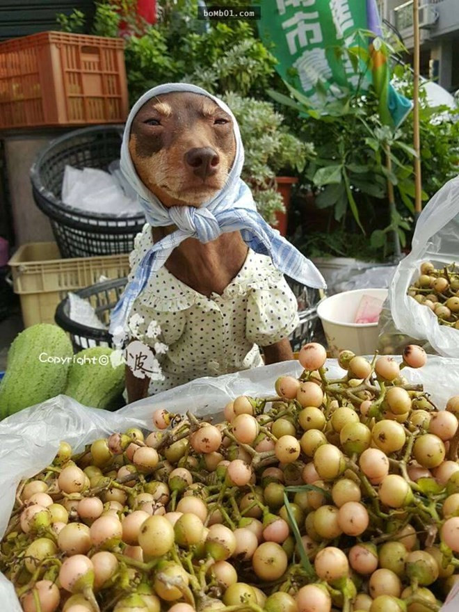 Chú chó này bán rất nhiều loại hoa quả khác nhau, tùy theo mùa. Vào mùa Hè, chú chó Xiaopi đội vỏ dưa và bán hoa quả, giống như một bà bán hàng rong trên phố.