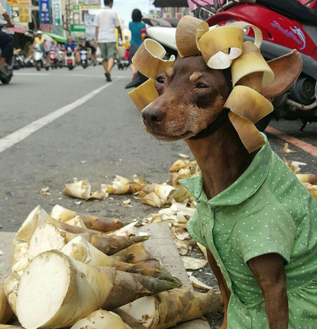 Người ta đổ xô đến mua hàng để được tận mắt ngắm nhìn chú chó ngồi bán hàng được hóa trang siêu dễ thương.
