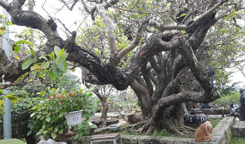 Cây trâm vối có dáng quần long hội tụ như một chiếc quạt giấy đang xòe ra với 19 thân rồng, mỗi thân cao trên 3,5 m, tán một chiều dài 6m, chiều kia dài 13m,...